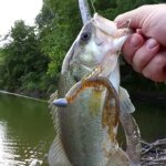 Fishing With Subscribers Lures Part 2 Bass Fishing When Its Hot - Realistic Fishing