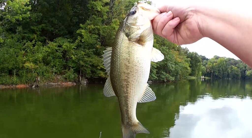 FIRST TIME Exploring This Lake in a Boat Bass Fishing in a 12FT BOAT - Realistic Fishing