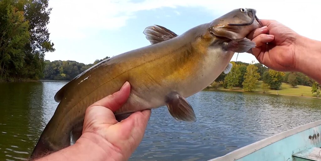 Surprising Fish Catch on a YUM Dinger Bass Fishing Surprise Catch - Realistic Fishing