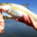 Fall Fishing with Trout Magnets and Gulp Minnows on a Drop Shot Rig - Realistic Fishing