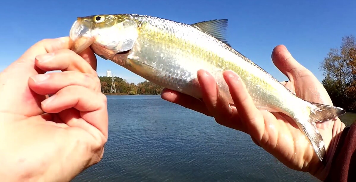 Fall Fishing with Trout Magnets and Gulp Minnows on a Drop Shot Rig - Realistic Fishing