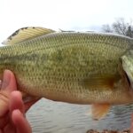 Bank Fishing With Lures My Favorite Fall Lure For Bass and Skipjack - Realistic Fishing