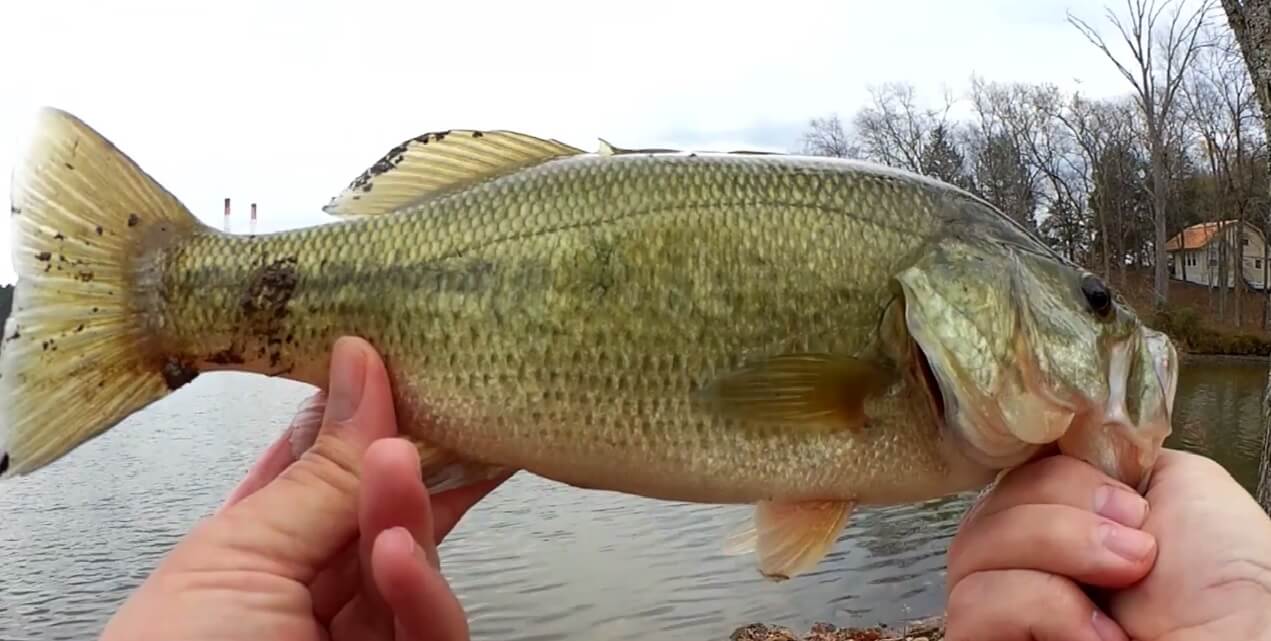 Bank Fishing With Lures My Favorite Fall Lure For Bass and Skipjack - Realistic Fishing