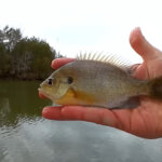 Early Winter Fishing From Shore How Many Fish Can I Catch Crappie - Realistic Fishing