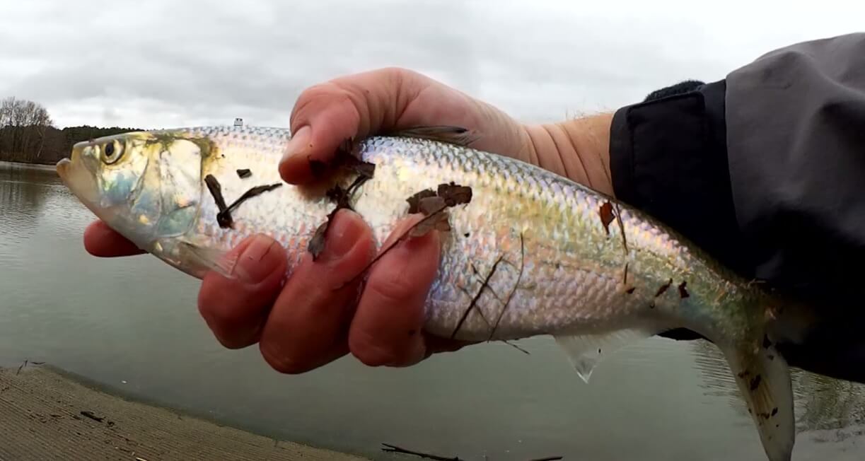 Fishing for Aggressive Winter Fish From the Bank Boat Launch Fishing - Realistic Fishing