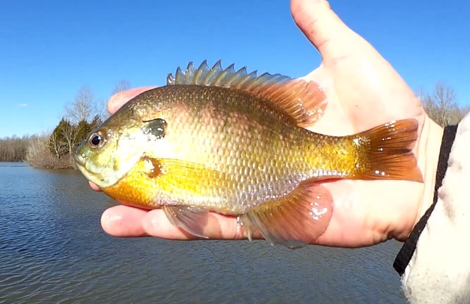 Can You Catch Fish From the Bank in Winter Tennessee Fishing - Realistic Fishing