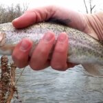 Catching The First Trout of Trout Fishing Season Trout Rig and Bait - Realistic Fishing