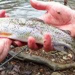 Winter Creek Fishing at a Public Trout Fishing Spot Big Rainbow Trout - Realistic Fishing