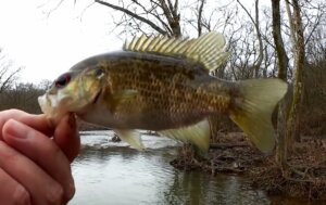 Winter Creek Fishing at a Public Trout Fishing Spot Rock Bass - Realistic Fishing