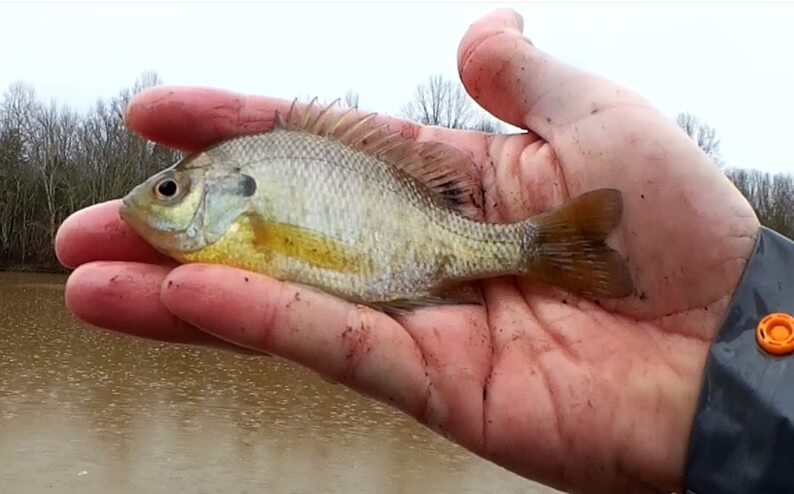 Winter Fishing in Tennessee With Live Bait Terrible Conditions - Realistic Fishing