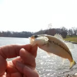 How to Catch That First Bass of the Year Bass Fishing Rigs for Spring - Realistic Fishing