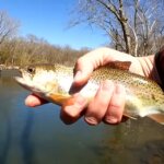 Spring Fishing for Stocked Trout Are All of the Rainbow Trout Gone - Realistic Fishing