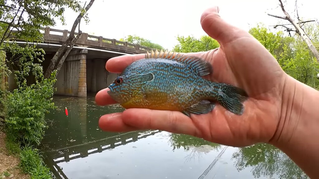 Creek Fishing by a Bridge Spring Creek Fishing in Public Water - Realistic Fishing