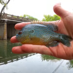 Creek Fishing by a Bridge Spring Creek Fishing in Public Water - Realistic Fishing