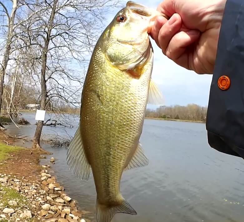 Spring Bass Fishing From Shore Culprit Worm vs Baby Brush Hog - Realistic Fishing