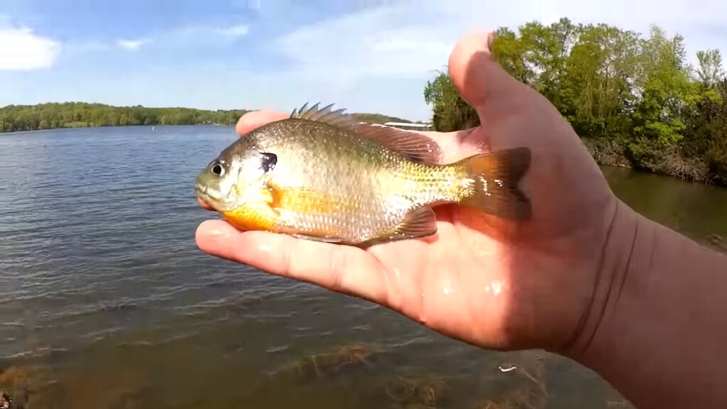 Spring Fishing in Public Water Float Fishing at Skeletor Park - Realistic Fishing