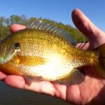 Where To Find Bluegill Fishing From Shore Fishing Docks and Trees - Realistic Fishing