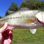 Spring Bass Fishing Tips For MUDDY WATER from Realistic Fishing - Realistic Fishing