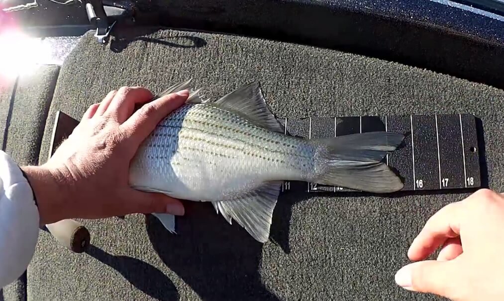 Video Game Fishing in Real Life Jigging For White Bass LiveScope - Realistic Fishing