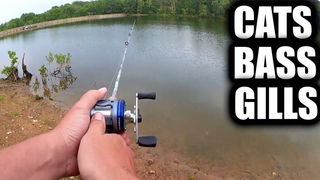 fishing for bass bluegill and catfish at the same time - Realistic Fishing