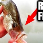 catching a rare crappie does fishing with live bait guarantee you ll catch for fish - Realistic Fishing